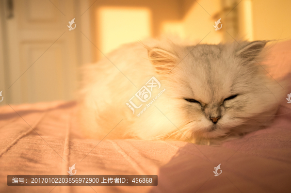 寵物貓,金吉拉