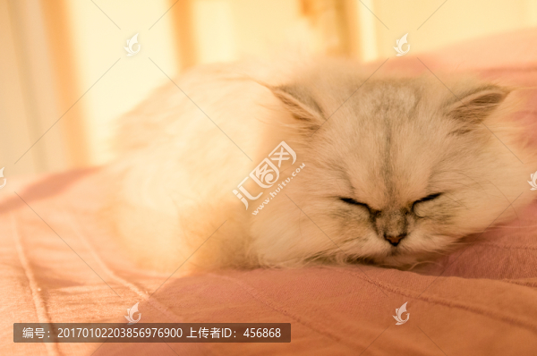 金吉拉,寵物貓