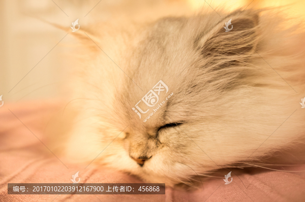 寵物貓,金吉拉