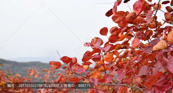 秀美長(zhǎng)壽山紅葉圖片