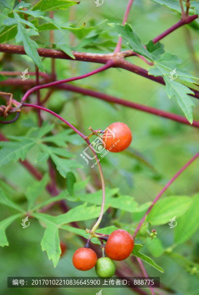 長(zhǎng)著紅色果實(shí)的植物