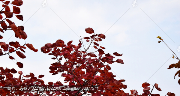 美麗的紅葉高清圖