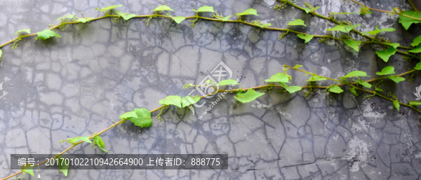 水泥墻面上的爬山虎