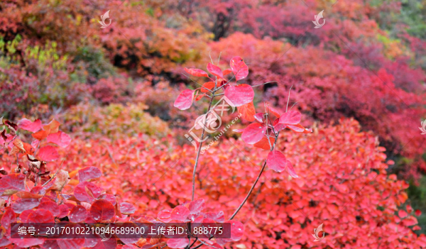 紅葉美景高清圖片