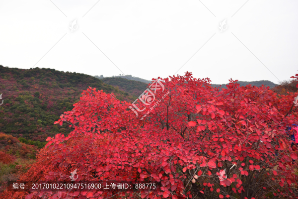 山頂?shù)募t葉美景圖