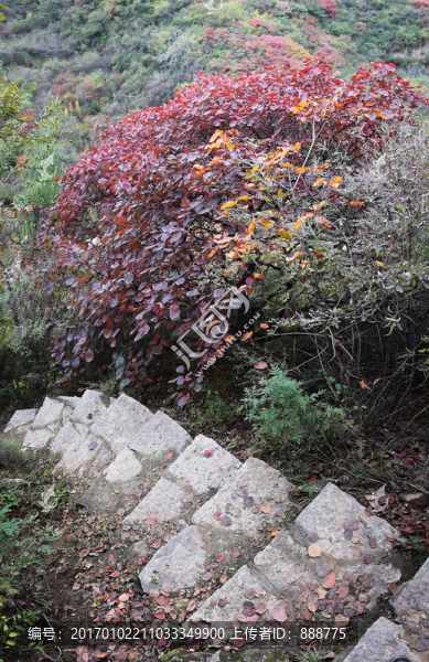 石頭臺階邊的紅色樹木