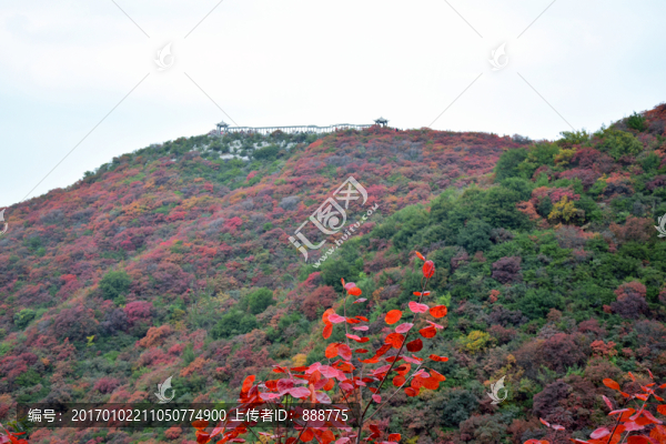 美麗的長(zhǎng)壽山紅葉