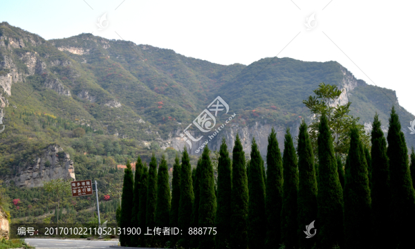 一排柏樹和遠(yuǎn)山風(fēng)景圖