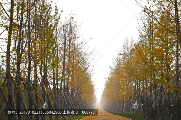 整齊排列的行道樹景觀