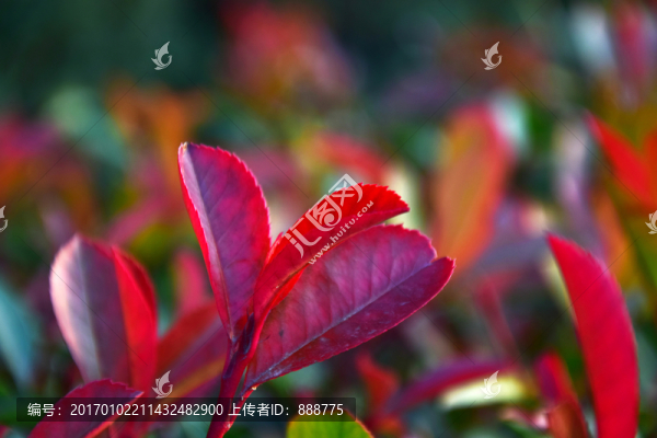 陽(yáng)光中的紅葉樹(shù)葉特寫(xiě)圖