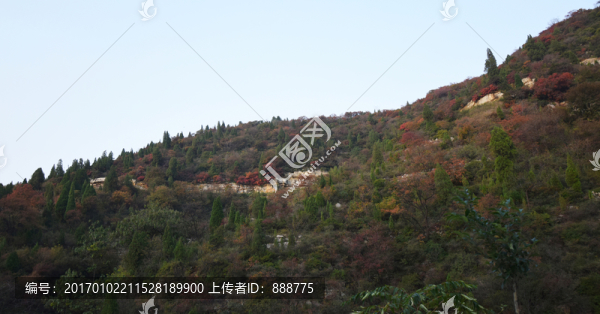 山坡上的綠色松柏