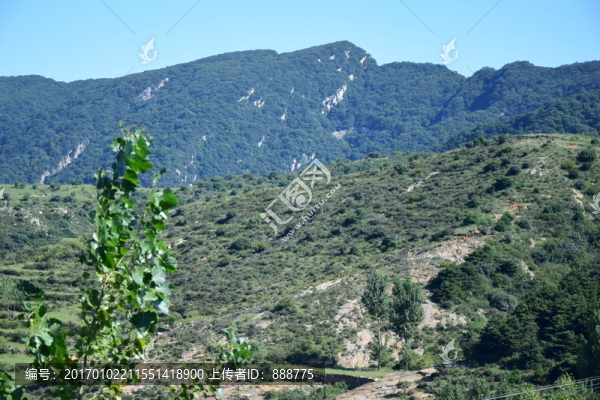 滿目綠色自然風(fēng)景圖