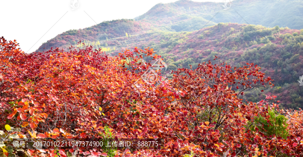 長滿紅葉的山脈風光