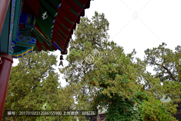 寺廟古建筑和松柏