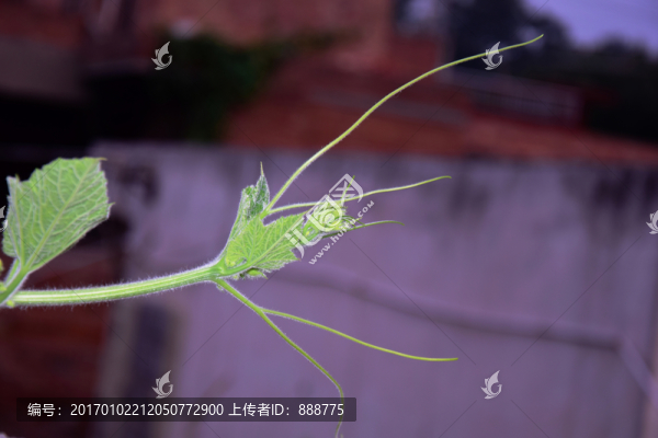 南瓜秧觸須特寫圖