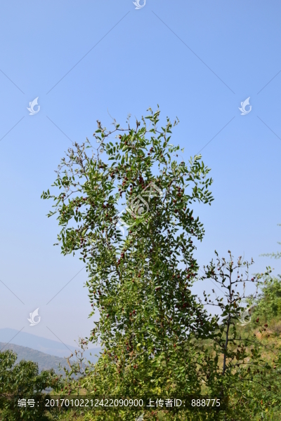 紅紅的野山棗攝影圖