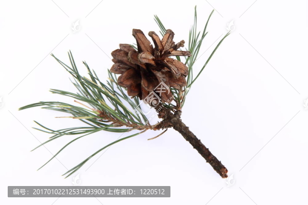 針葉樹錐上的一個分支