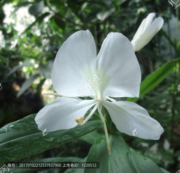 異國情調(diào)的白色的花