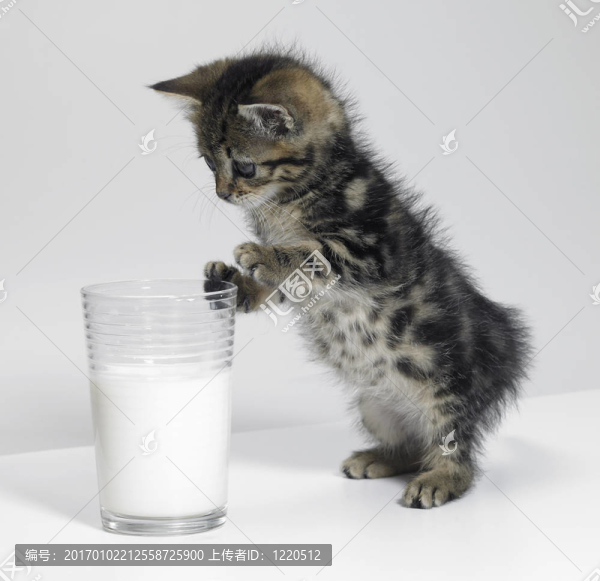 小貓看著一杯牛奶