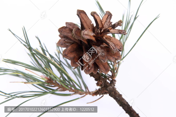 針葉樹(shù)錐上的一個(gè)分支
