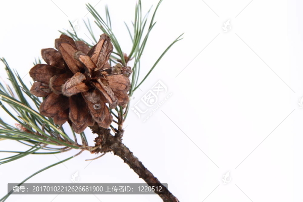針葉樹錐上的一個分支