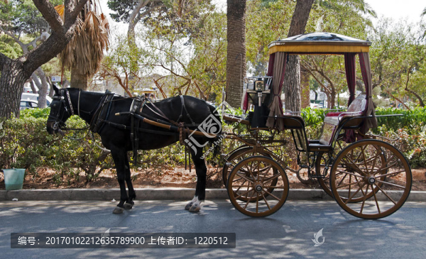 馬車和馬