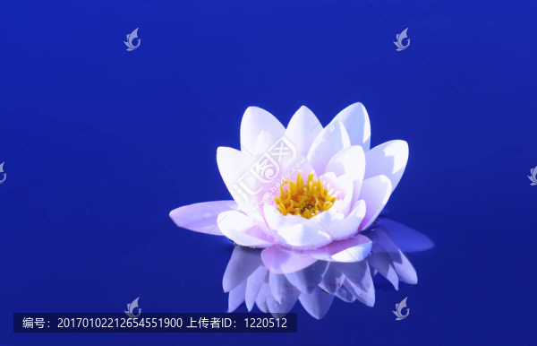 睡蓮
