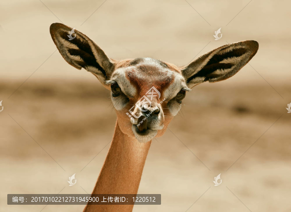 長(zhǎng)頸羚
