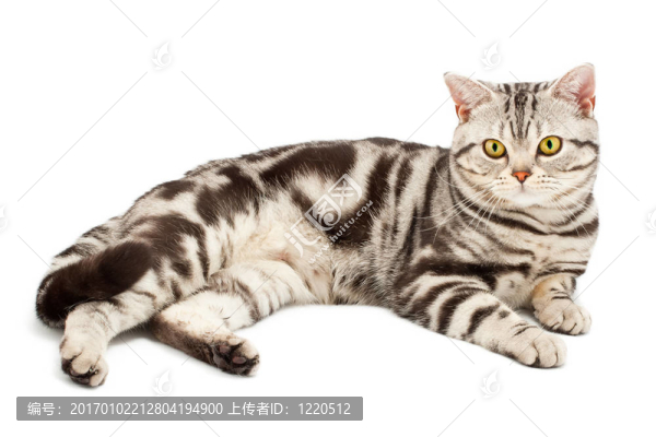 美國短毛貓