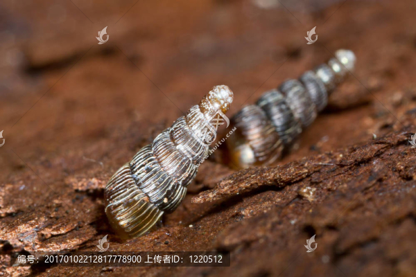 的年輕人對(duì)clausilia鱉
