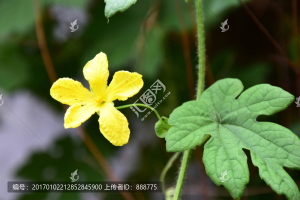絲瓜藤上的綠葉和黃花