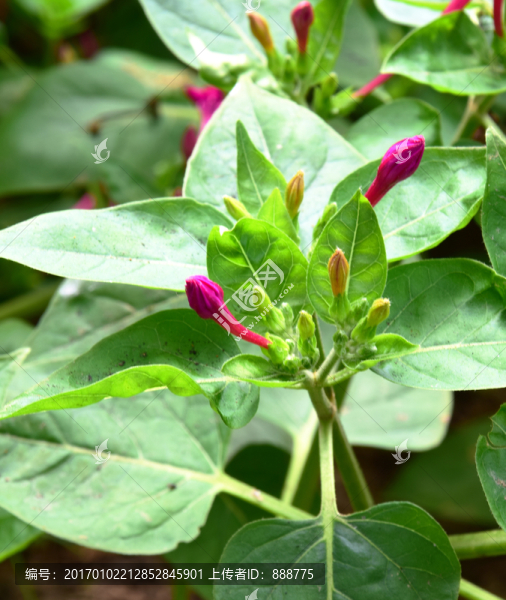紫色茉莉高清圖片素材