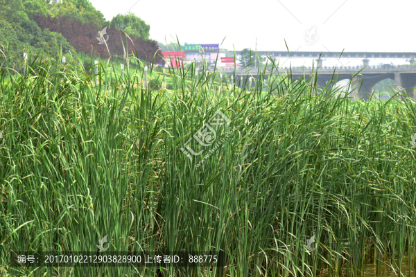 茂密的綠色蘆葦叢圖片