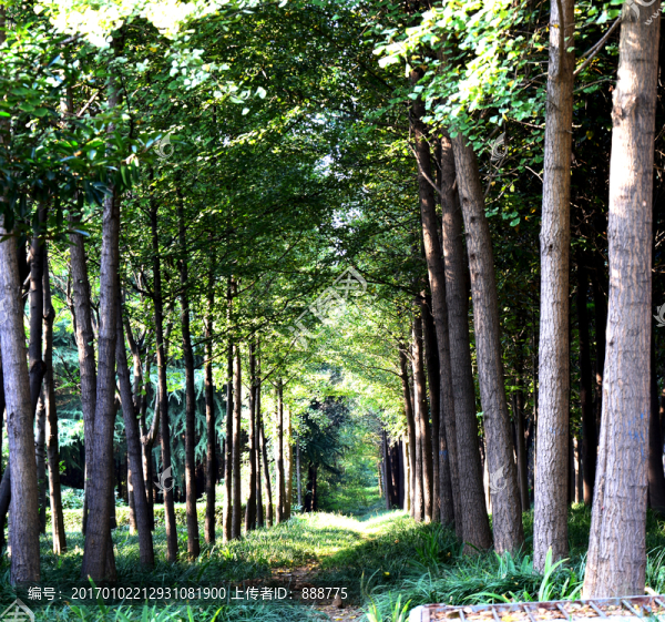 公園里的樹林景觀圖