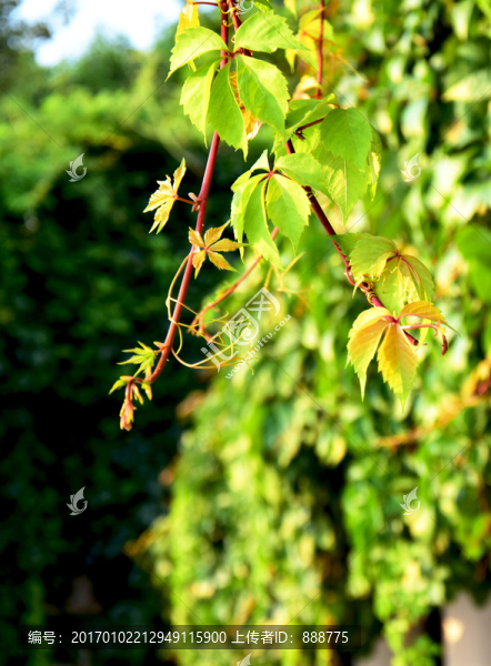 陽光里的爬山虎圖片-匯圖網(wǎng) www.fosd68.com 陽光里的爬山虎圖片