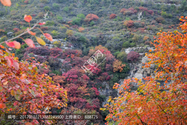 秋季黃櫨樹紅葉圖片
