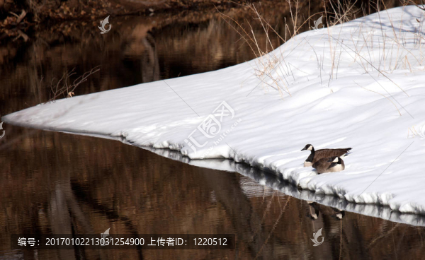 加拿大鵝對水邊