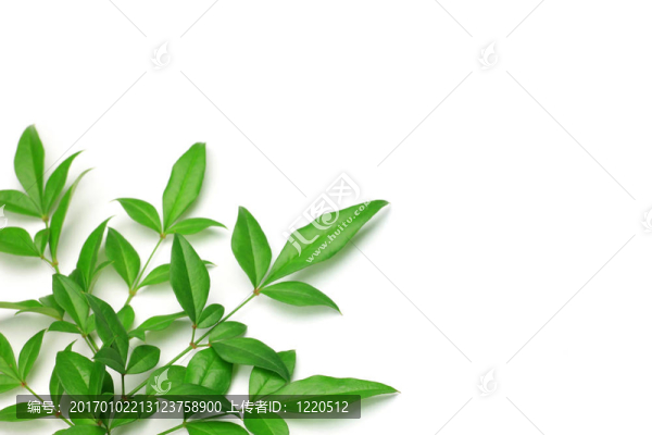 葉的南天竹