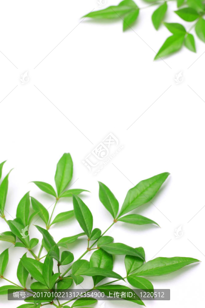 葉的南天竹