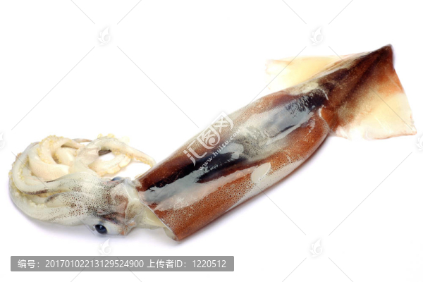 墨魚