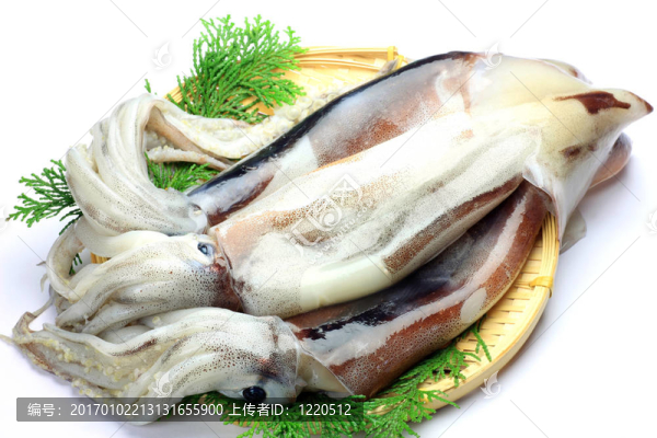 墨魚