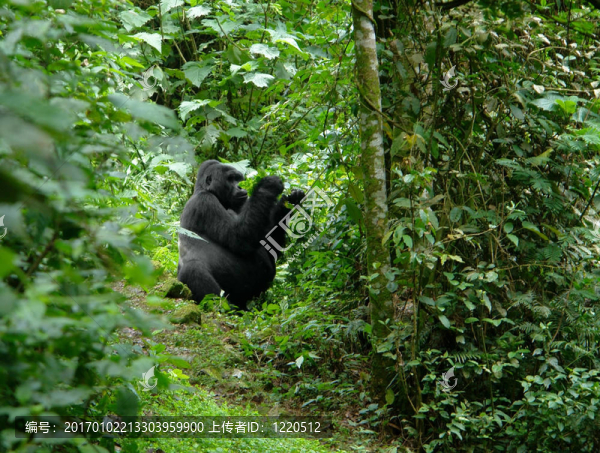 大猩猩在烏干達(dá)
