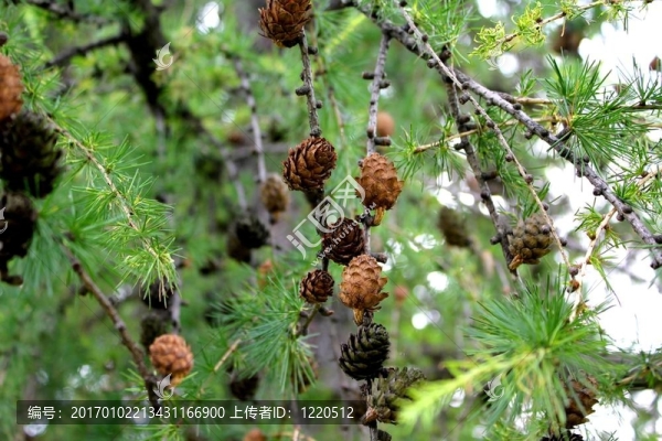 落葉松