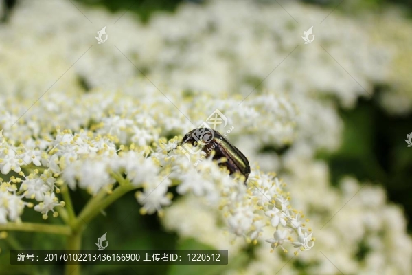 接骨木花