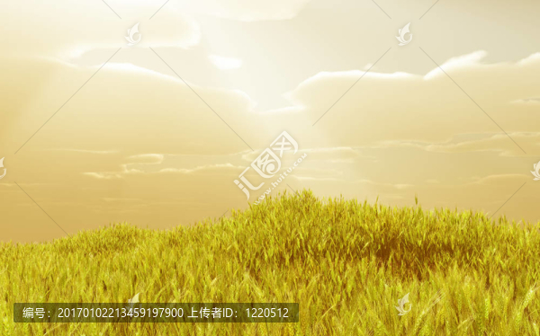 小麥田