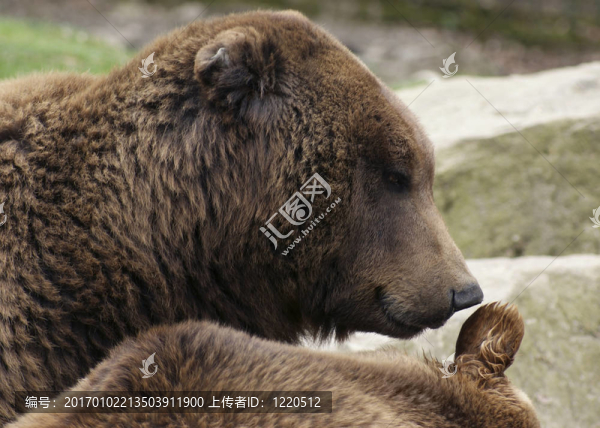 Brown,Bear的肖像-匯圖網(wǎng) www.fosd68.com Brown,Bear的肖像