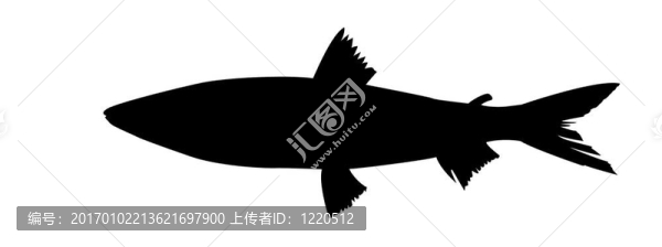 在白色背景的魚的輪廓