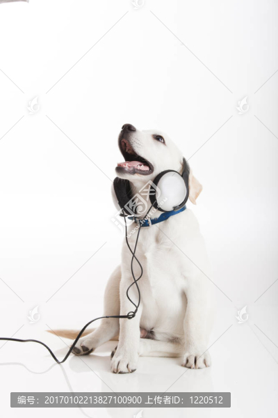狗聽音樂