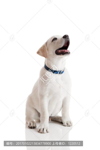 拉布拉多獵犬