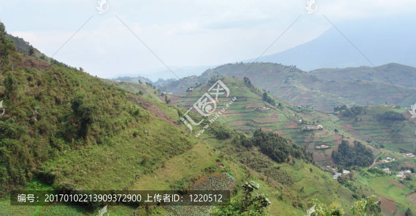 非洲龍山